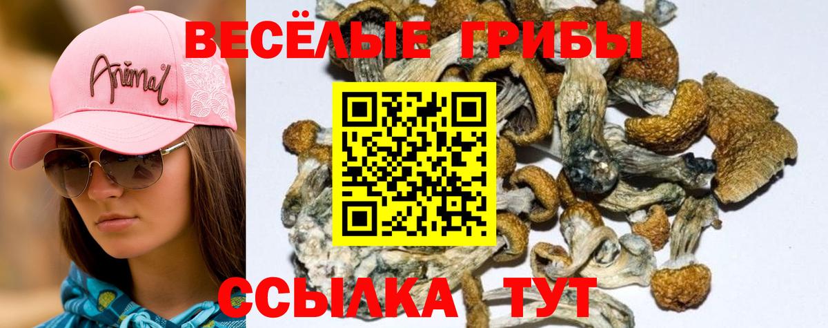 Псилоцибиновые грибы MAGIC MUSHROOMS  Вход с VPN  Елизово 